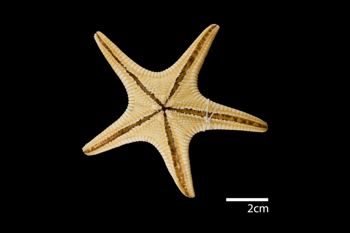 Media type: image; Invertebrate Zoology AST-41   Description: whole body;  Aspect: ventral